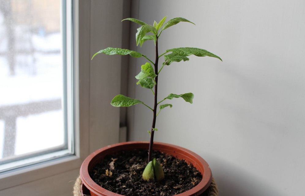Avokado