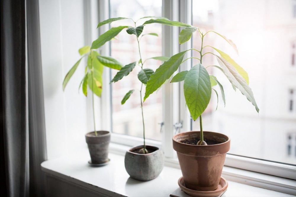 Avokado