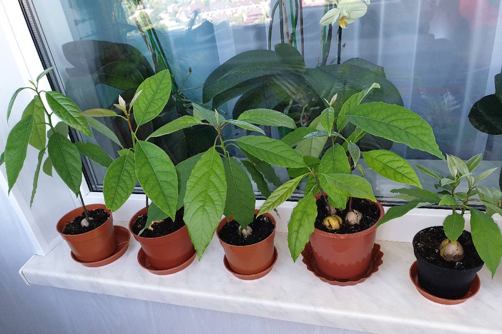 Avokado