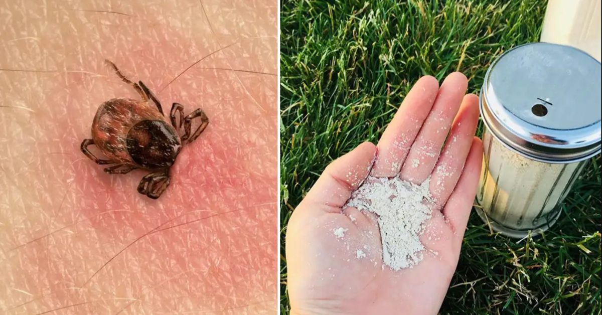 Nežinote, kaip atsikratyti erkių? Jums pravers diatomitas