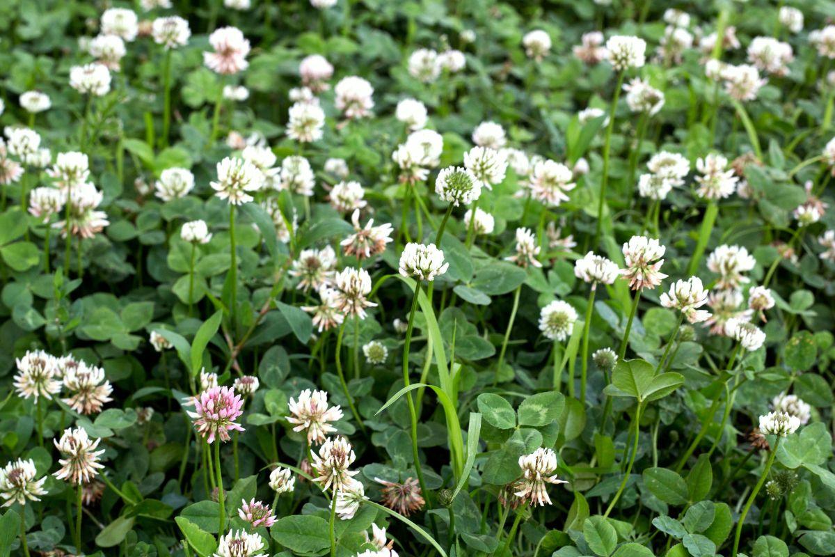 Laukinės gėlės ir jų magija: kokias rinkti sėkmei, apsaugai ir meilei