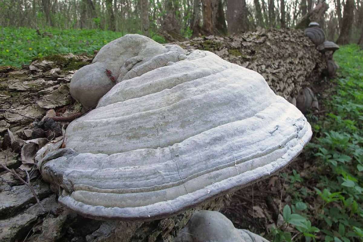 uodų