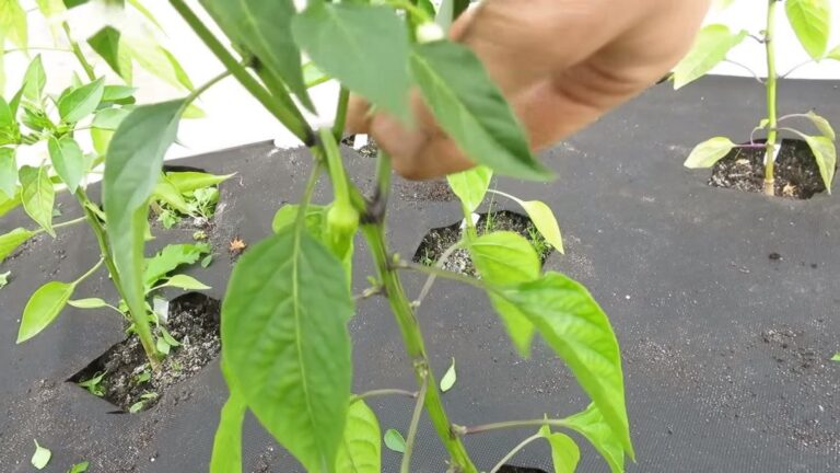 paprikas