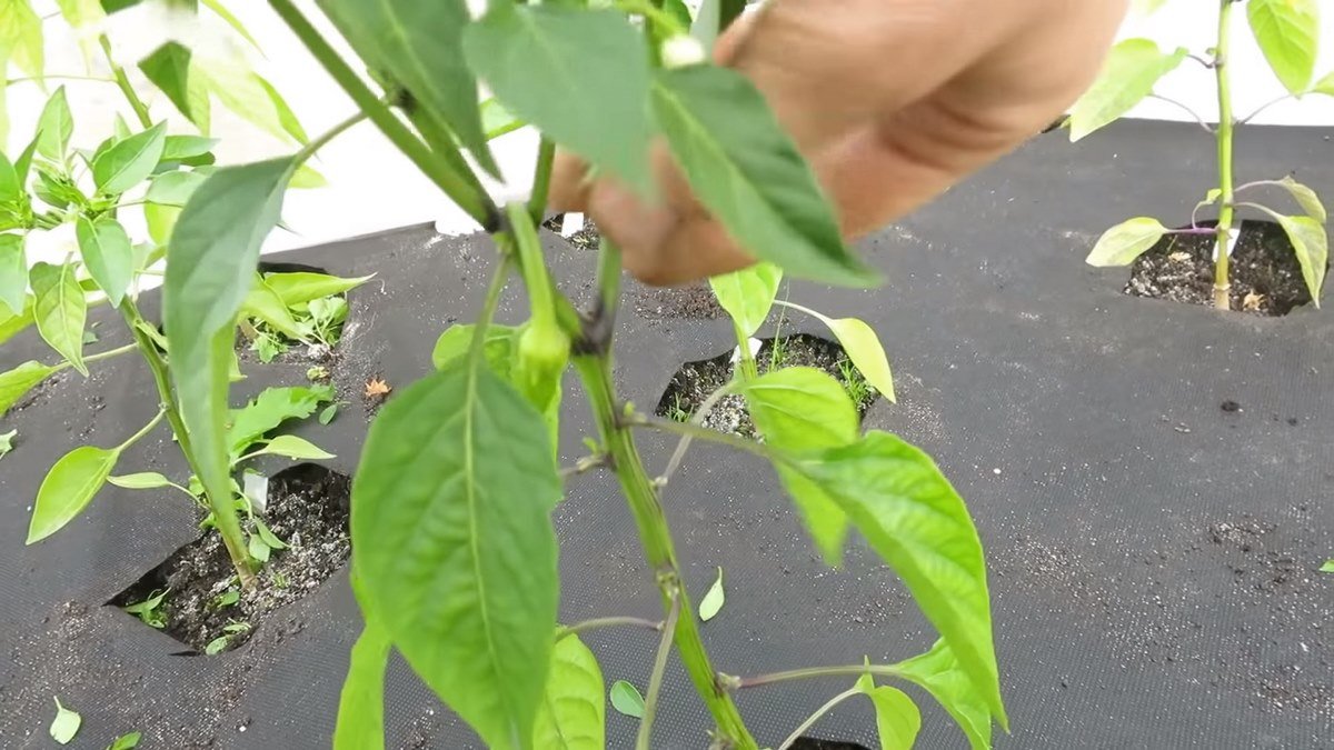 paprikas