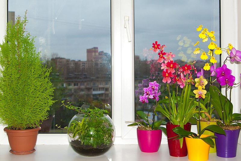 Orchidėja