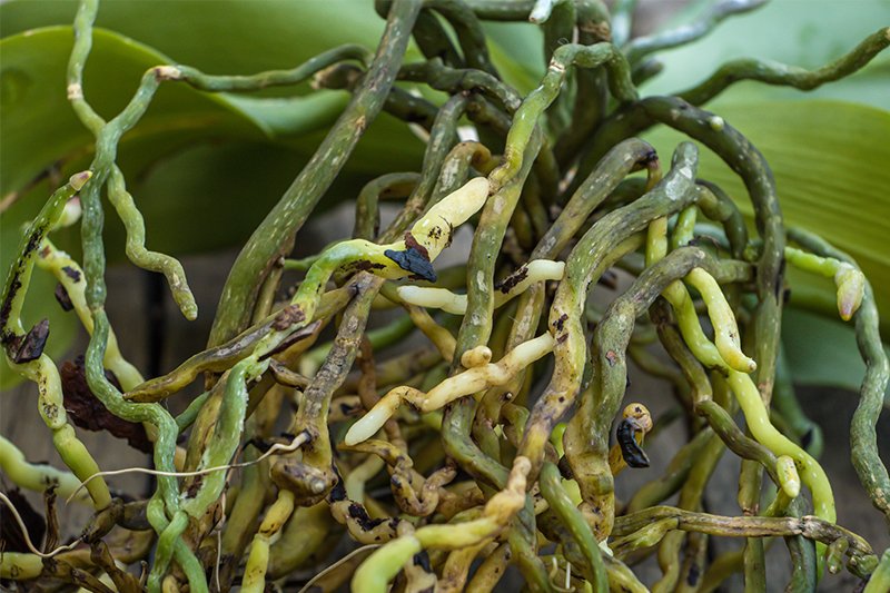 Orchidėja