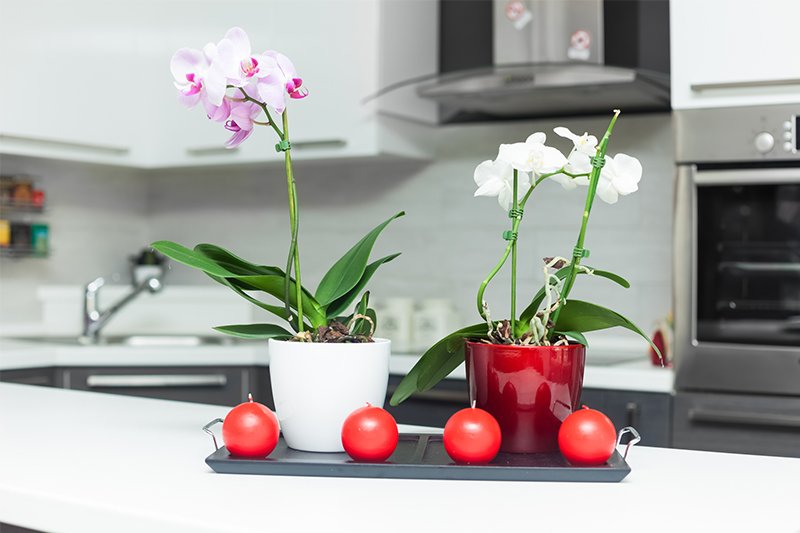 Orchidėja