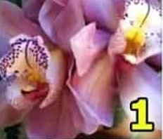 testas