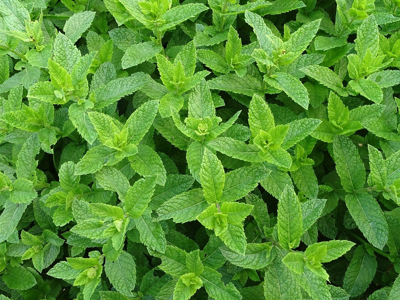 pasodinti