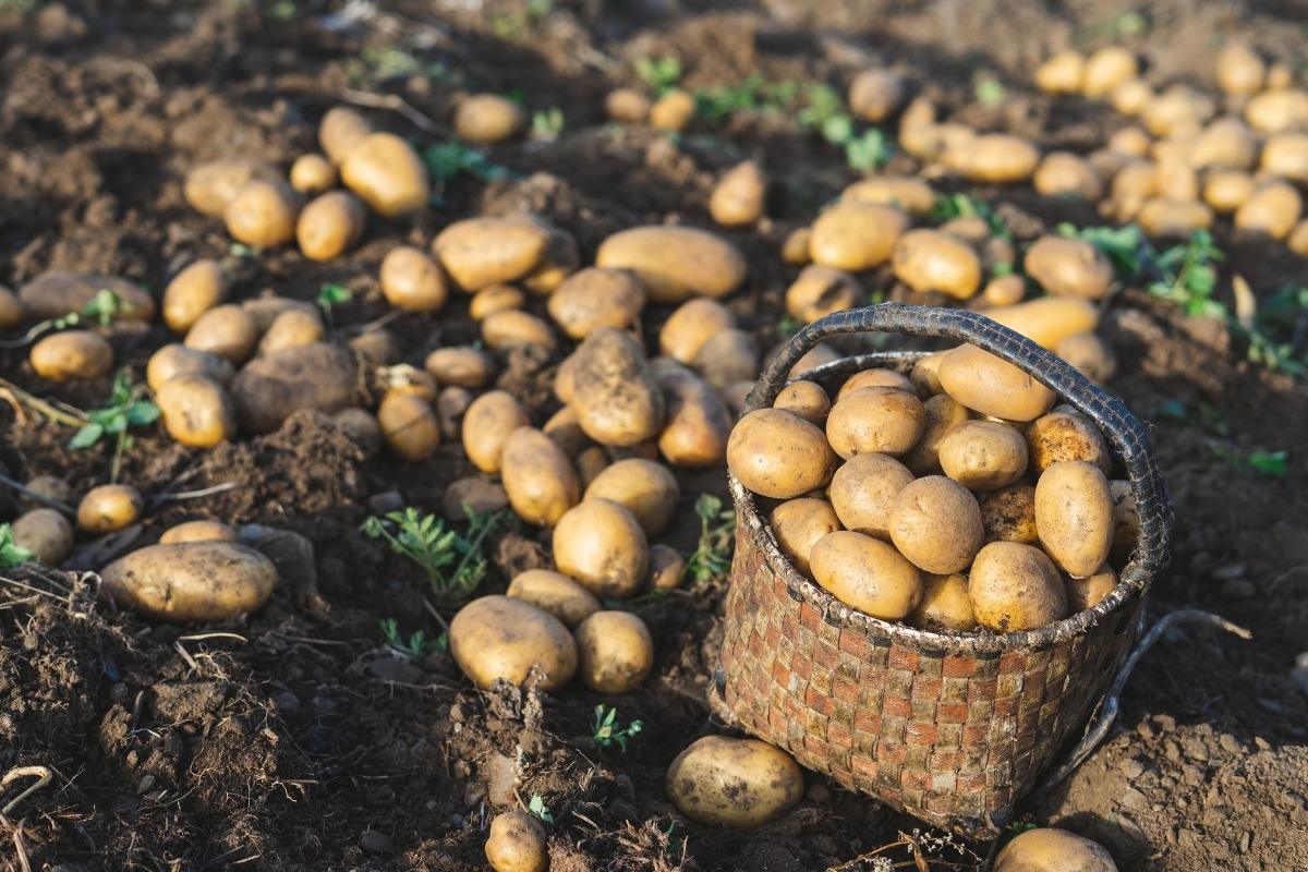 Medžio pelenai bulvėms: natūrali trąša, kuri pagerina derlių