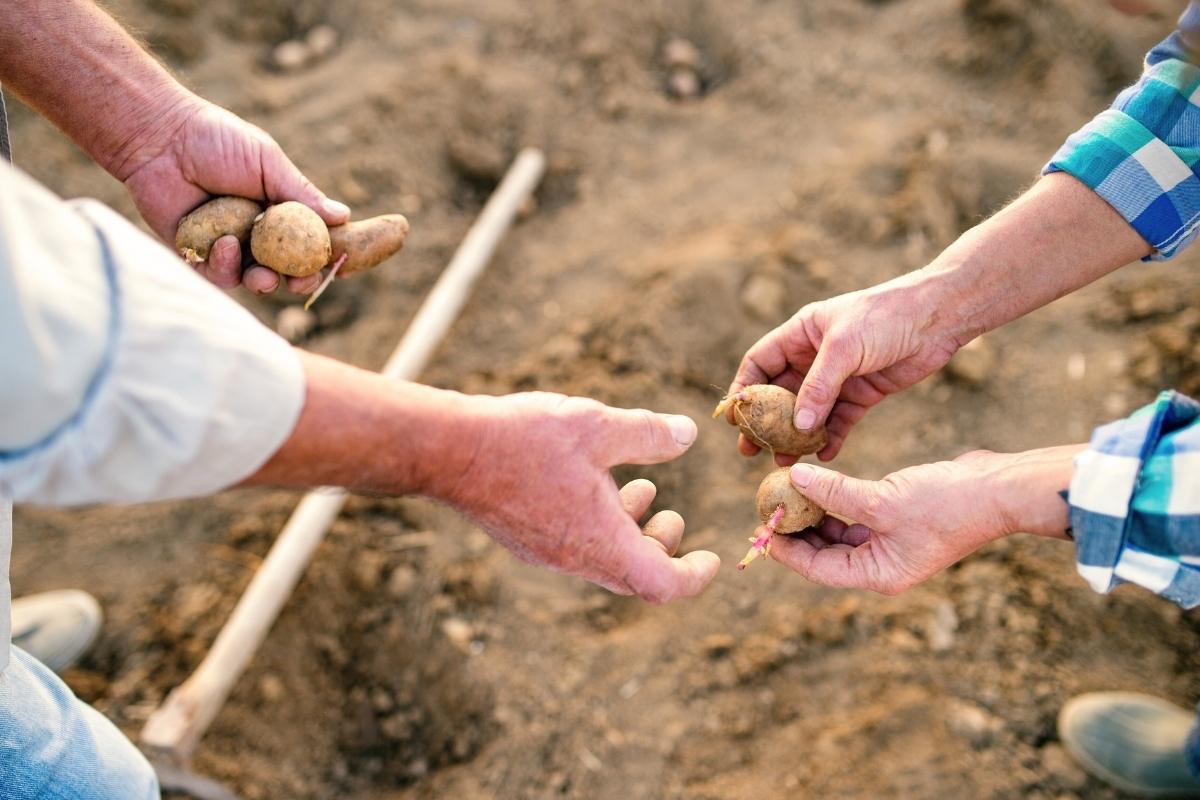 Kada sodinti bulves 2025 metais