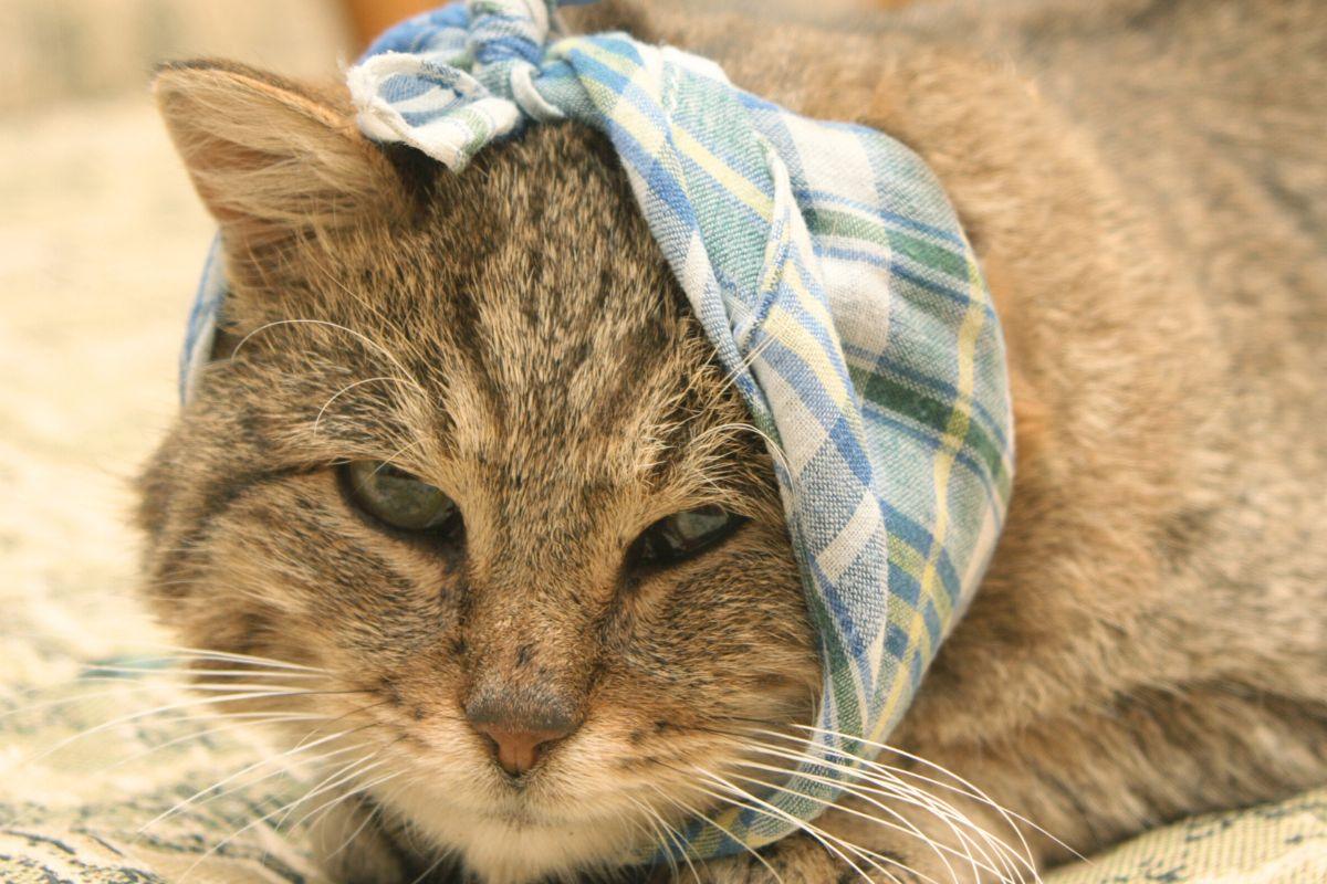 Pavojingi katėms daiktai: ko vengti, kad apsaugotumėte savo augintinę