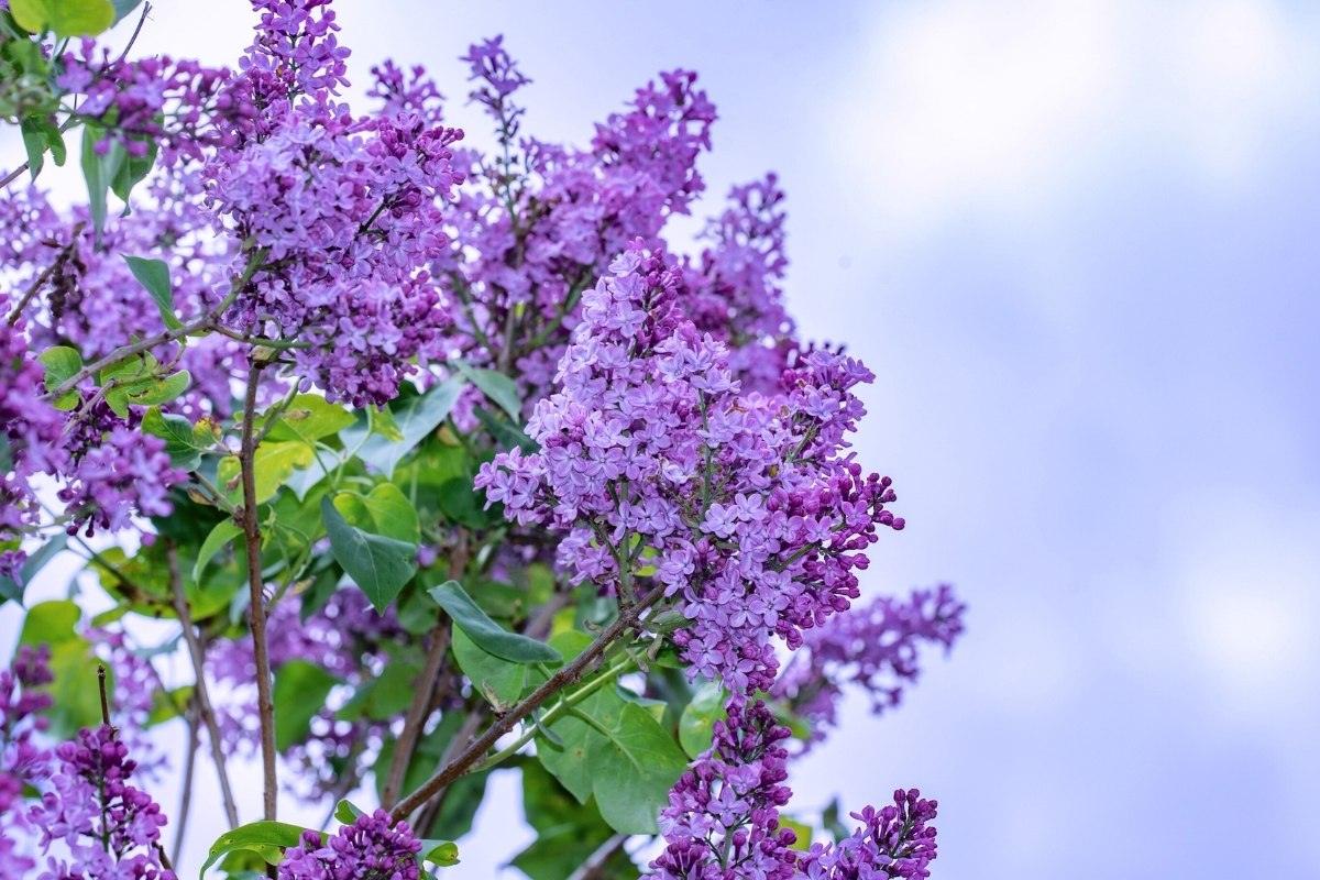 Prietarai gegužės mėnesiui: ką senoliai tikėjo apie meilę, orus ir sėkmę