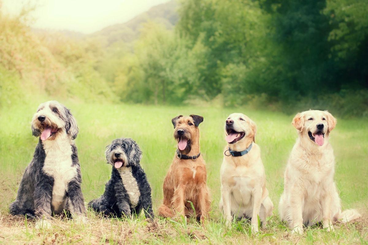 Koks tu šuo pagal Zodiako ženklą? Astrologinis horoskopas keturkojų mylėtojams