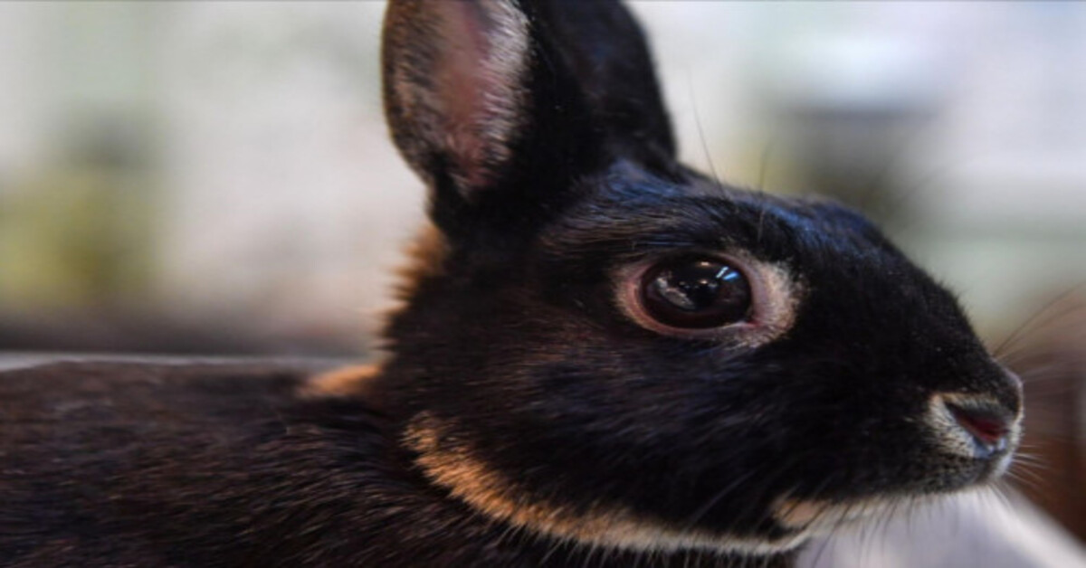 2023 m. gyvūnas globėjas: ką svarbu žinoti apie Vandens Triušį?