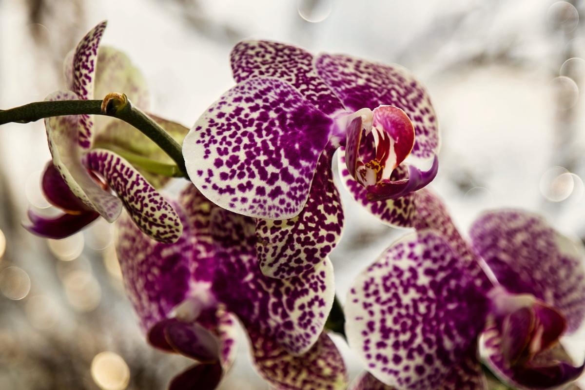 Kaip atgaivinti orchidėją? Veiksmingas būdas žydėjimui paskatinti