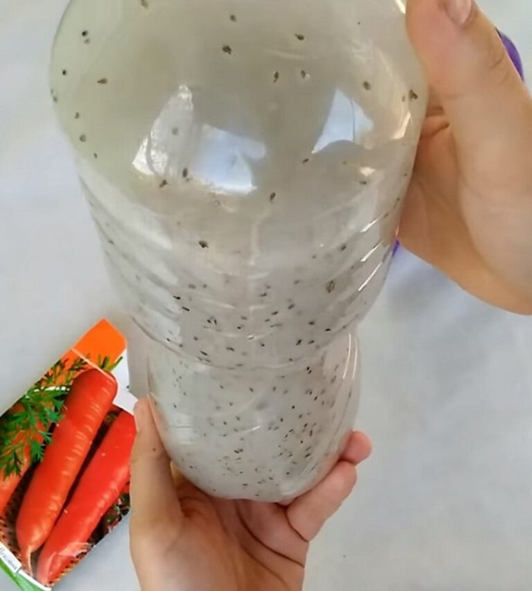 sėti morkas