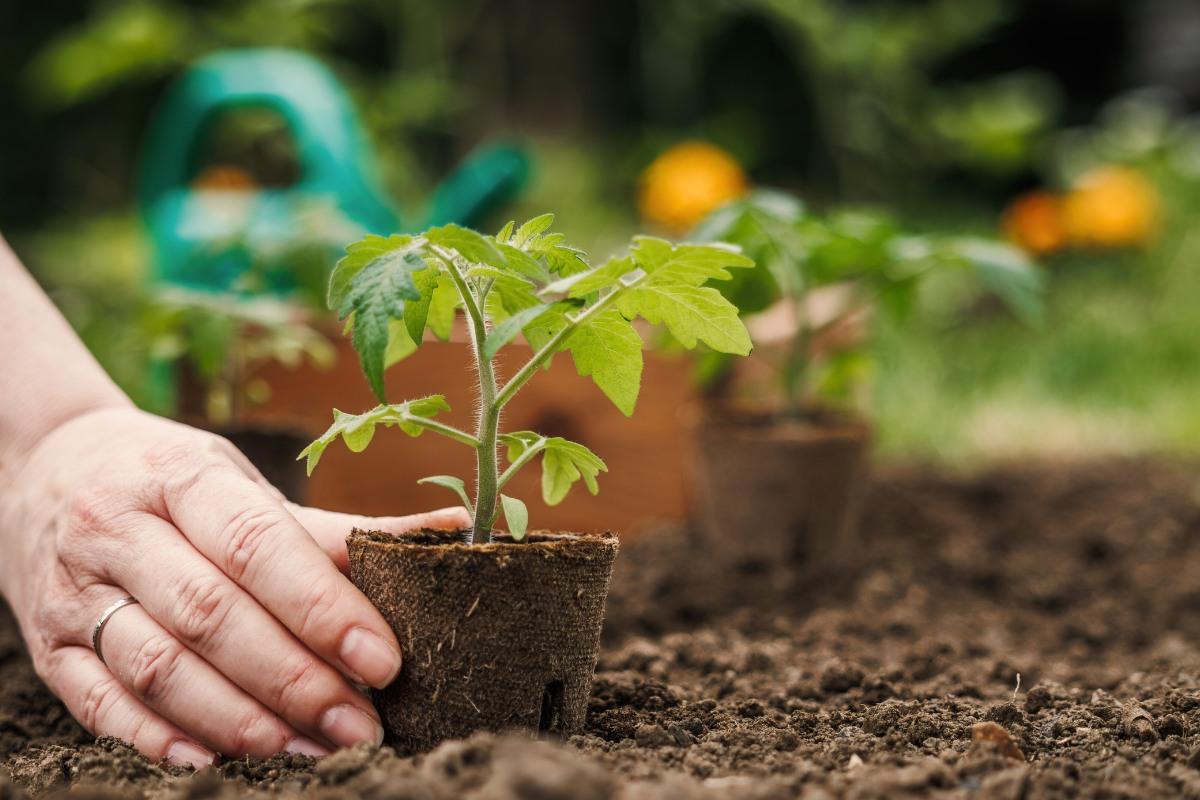 Svogūnų lukštus naudokite kaip natūralią trąšą augalams