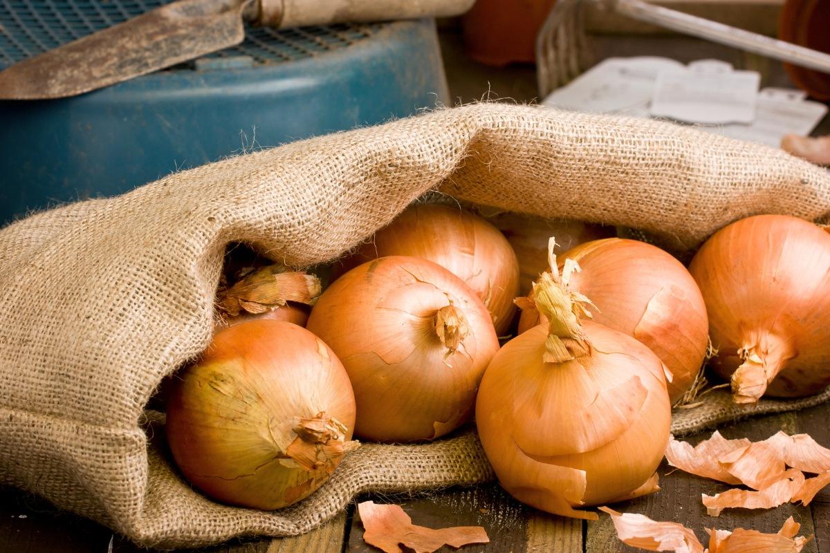 Natūralios trąšos svogūnams