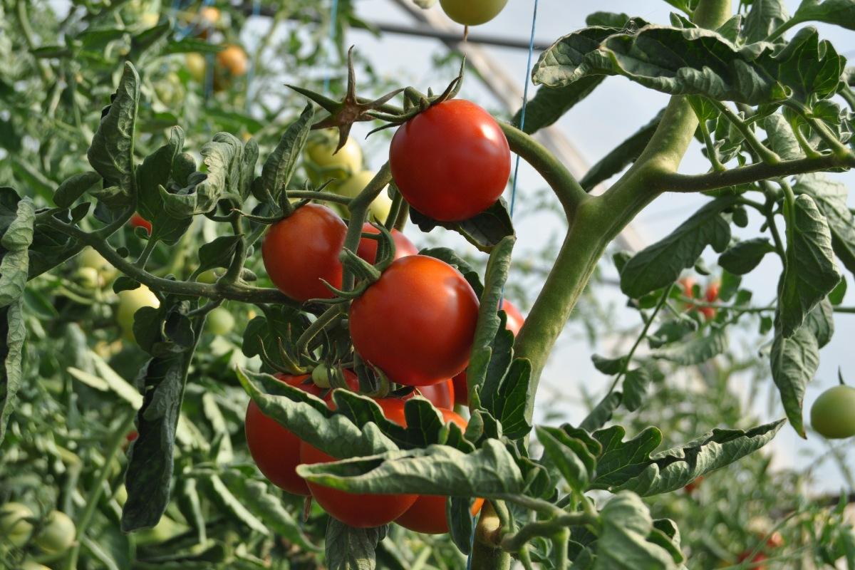 Stiprūs ir sveiki pomidorų daigai nuo sėjos iki derliaus