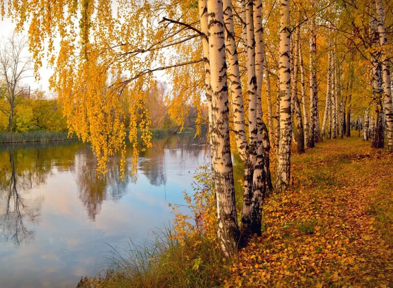 beržų