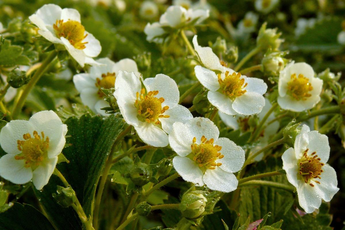 Kaip teisingai tręšti braškes: natūralios trąšos didesniam derliui
