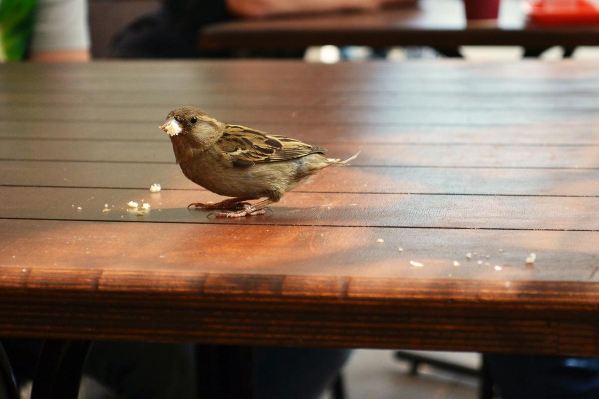 Valyti stalą ranka: ką reiškia šis prietaras ir kokios jo pasekmės?