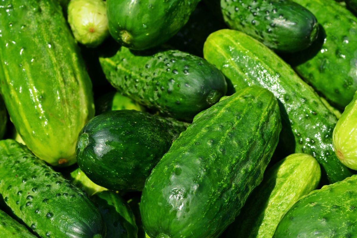 Agurkų auginimas: naudokite produktą iš šaldytuvo ir džiaukitės gausiu derliumi
