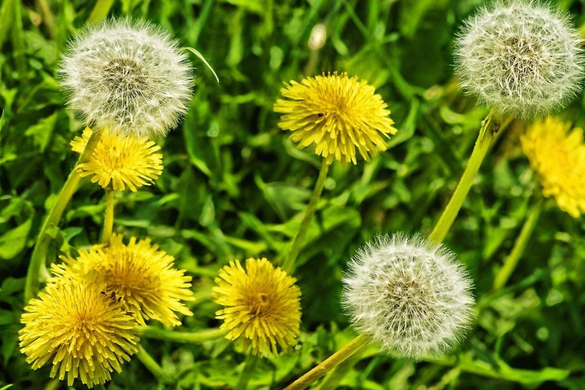 Kaip išnaikinti kiaulpienes natūraliomis priemonėmis: veiksmingi ir paprasti būdai