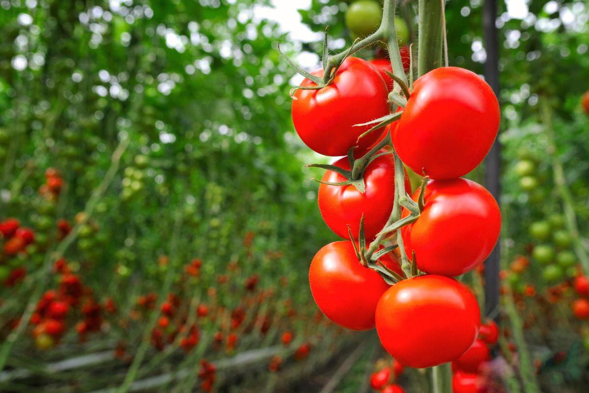 Ši gudrybė užtikrins, kad jums nereikės laistyti pomidorų: patikrintas metodas
