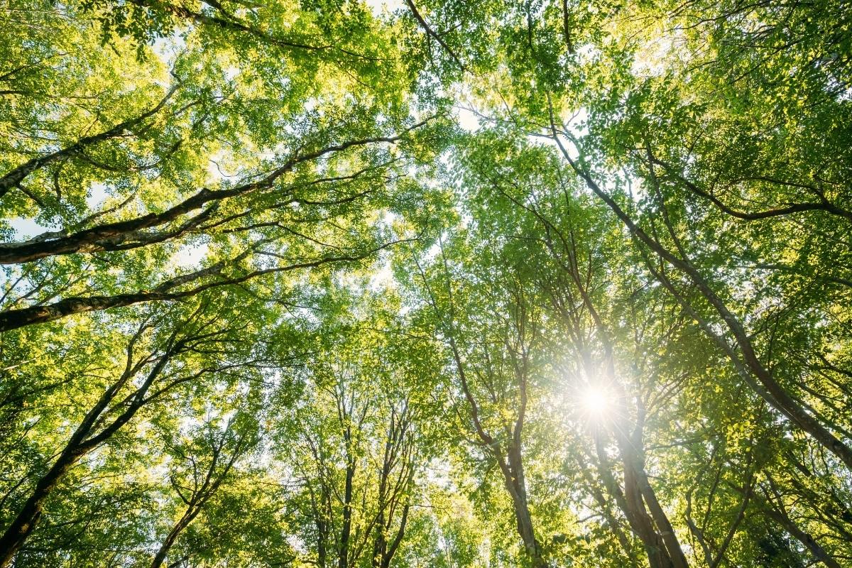 Liaudies ženklai, kurie vasarą žada pinigus, sėkmę ir meilę