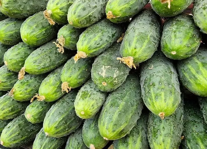 cucumber