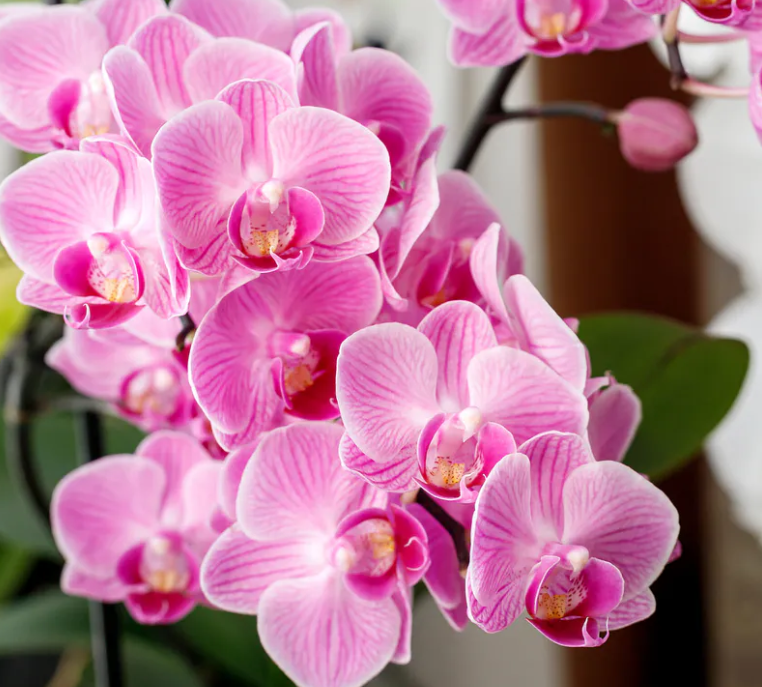 Orchidėjos