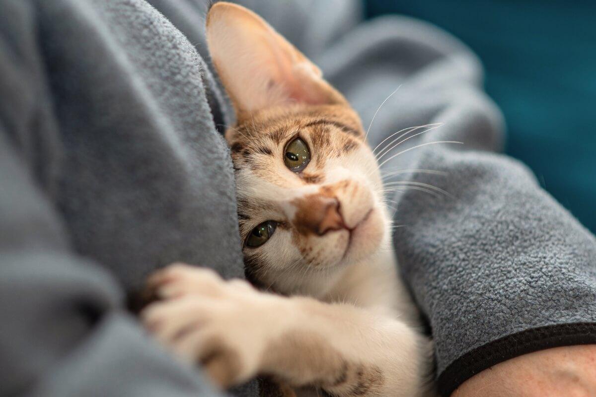 Kodėl katės minko pilvą Priežastys ir patarimai šeimininkams