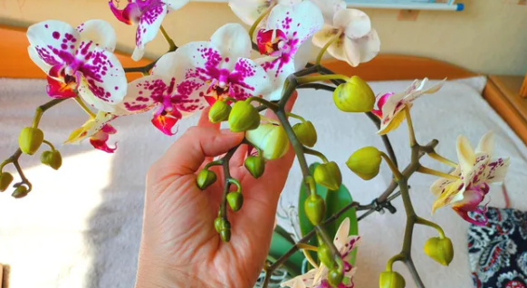 orchidėją