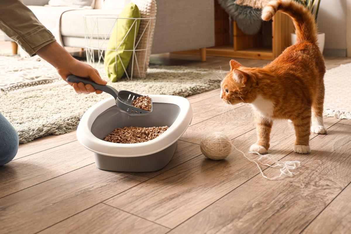 Kaip panaikinti katės kraiko kvapą namuose?