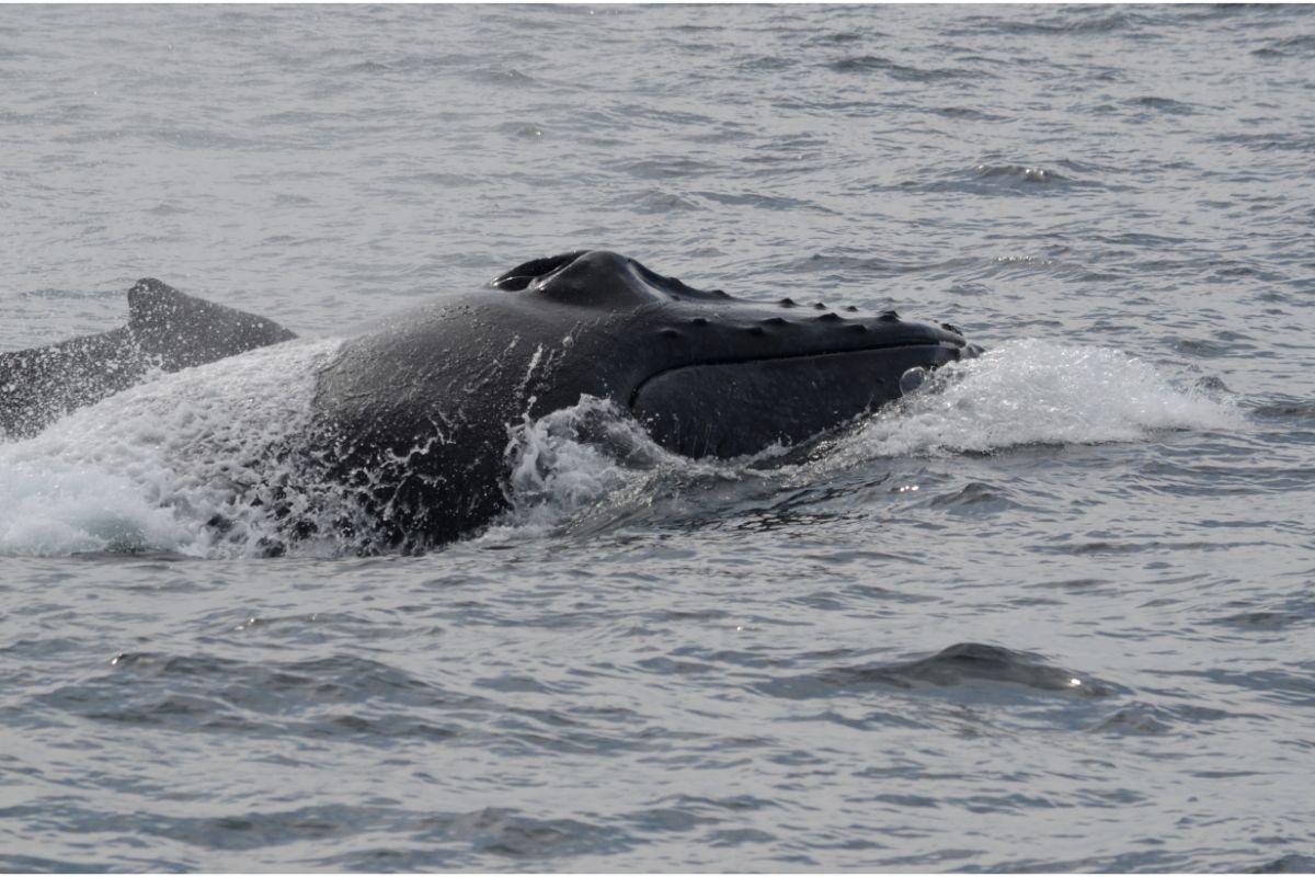 Banginis prarijo žmogų