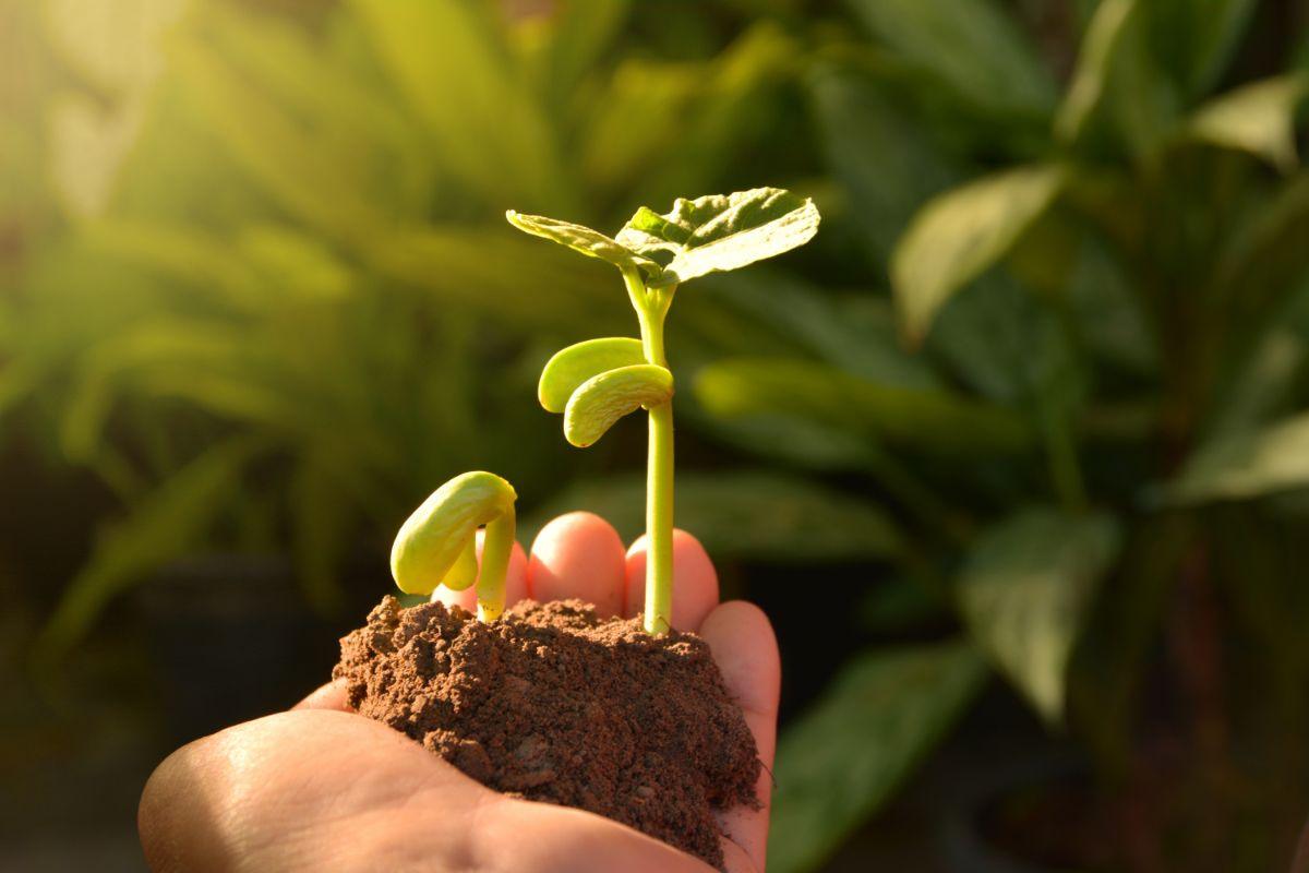 dirvožemio pasirinkimai