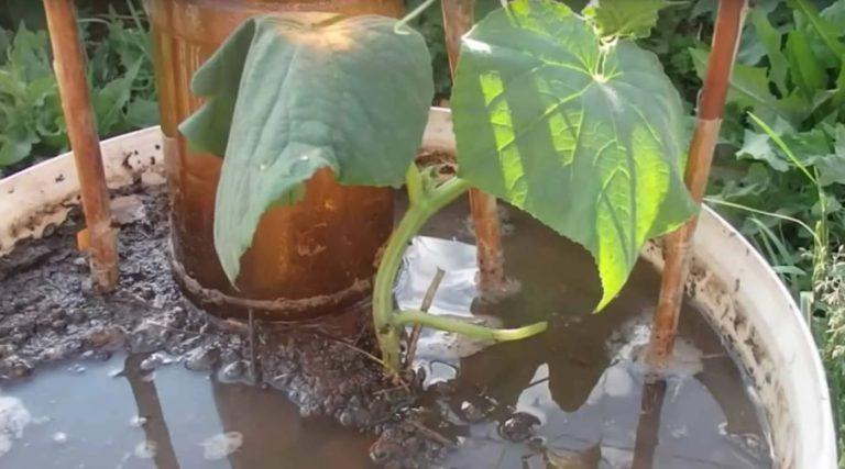 Agurkų auginimas kibire – kaip užsiauginti derlių net balkone