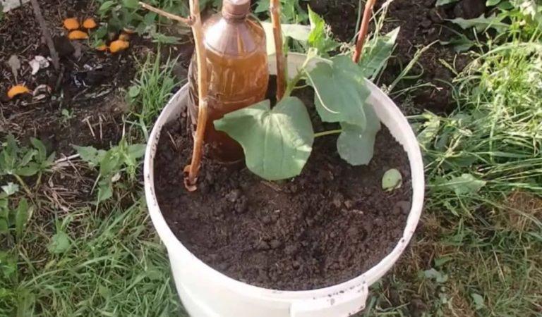 Agurkų auginimas kibire – kaip užsiauginti derlių net balkone