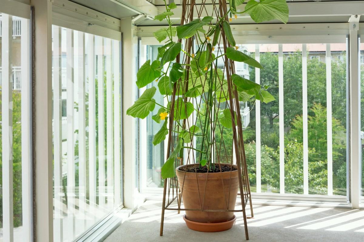 Agurkų auginimas kibire – kaip užsiauginti derlių net balkone