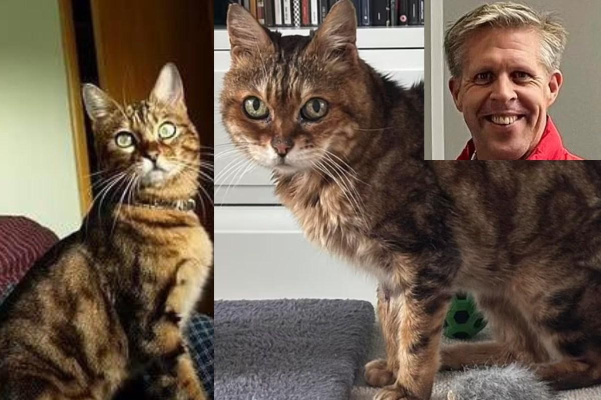 Dingusi katė grįžta po 16 metų: sveria vos 2 kilogramus, bet rado kelią namo