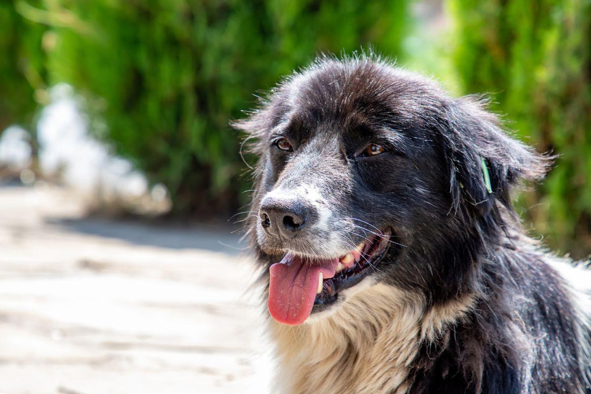 kaip apsaugoti augintinius