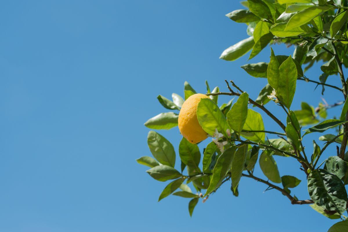 kaip sodinti citrinmedį