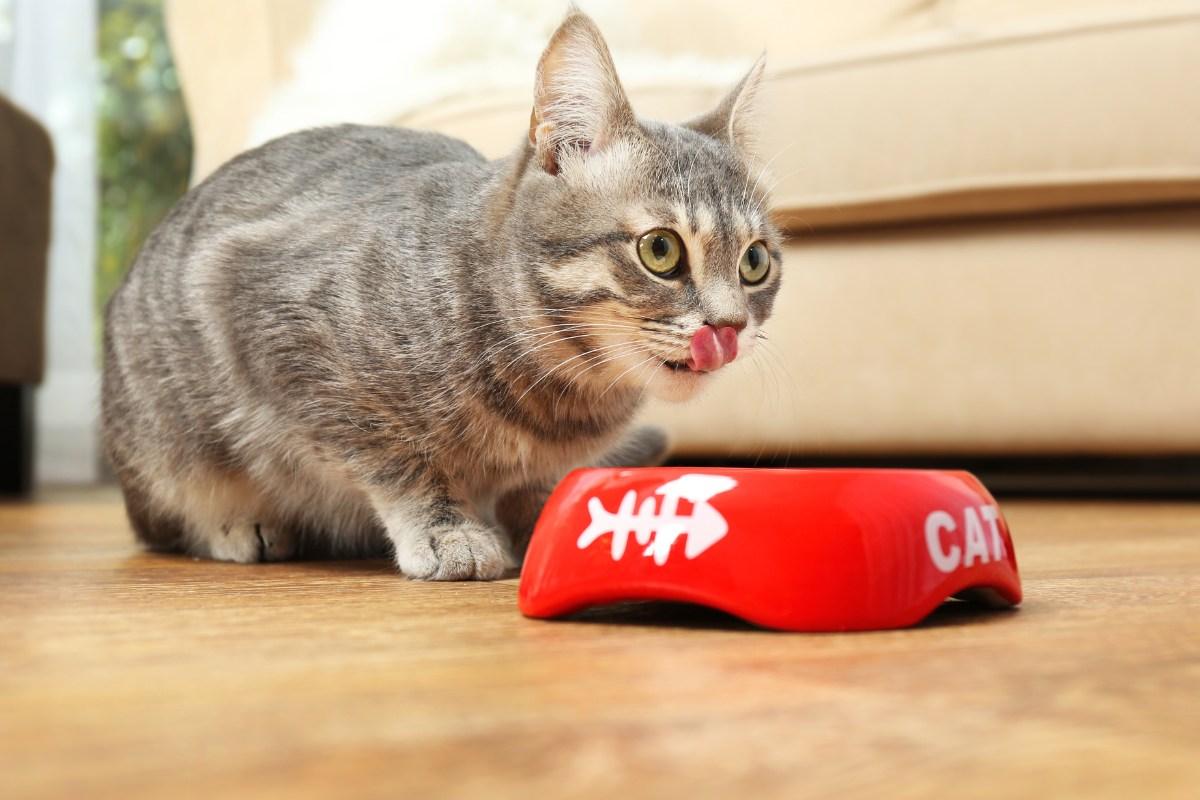 Kaip teisingai keisti katės maistą: veterinaro patarimai ir svarbiausi žingsniai