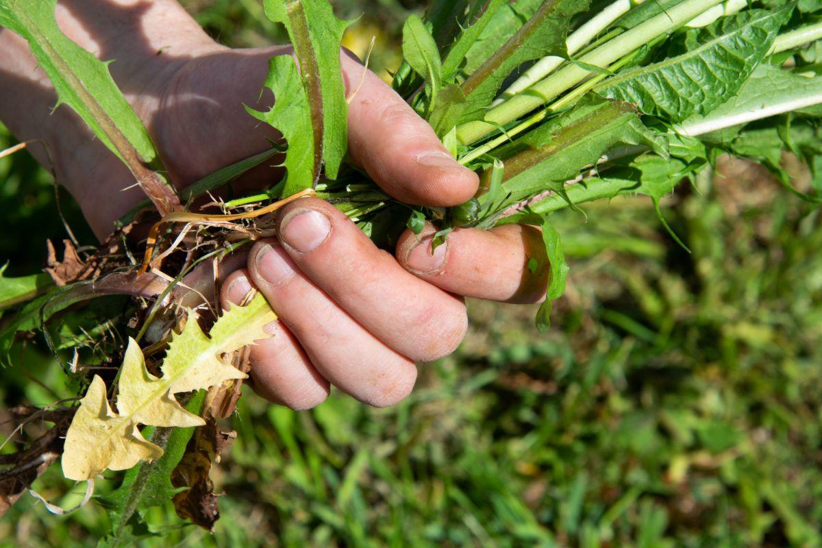 piktžolės ir jų naikinimas