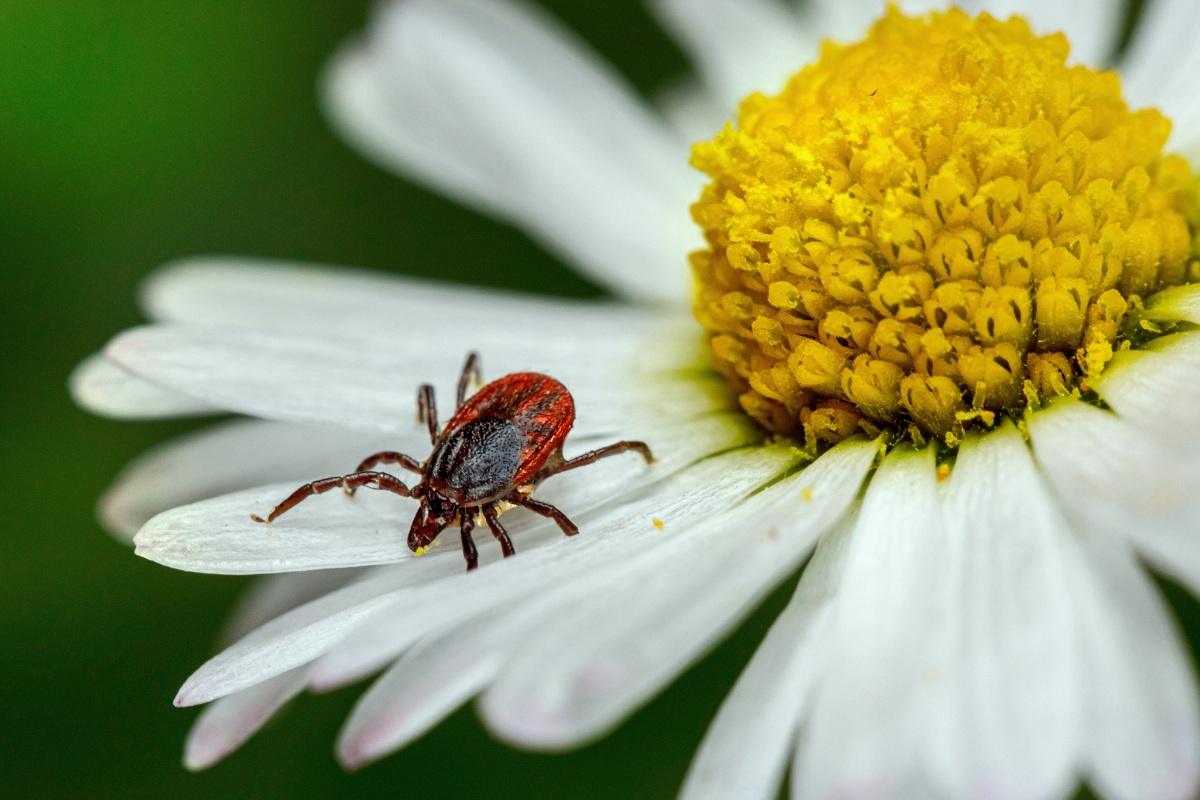 Įtariate, kad jūsų sode yra erkių?
