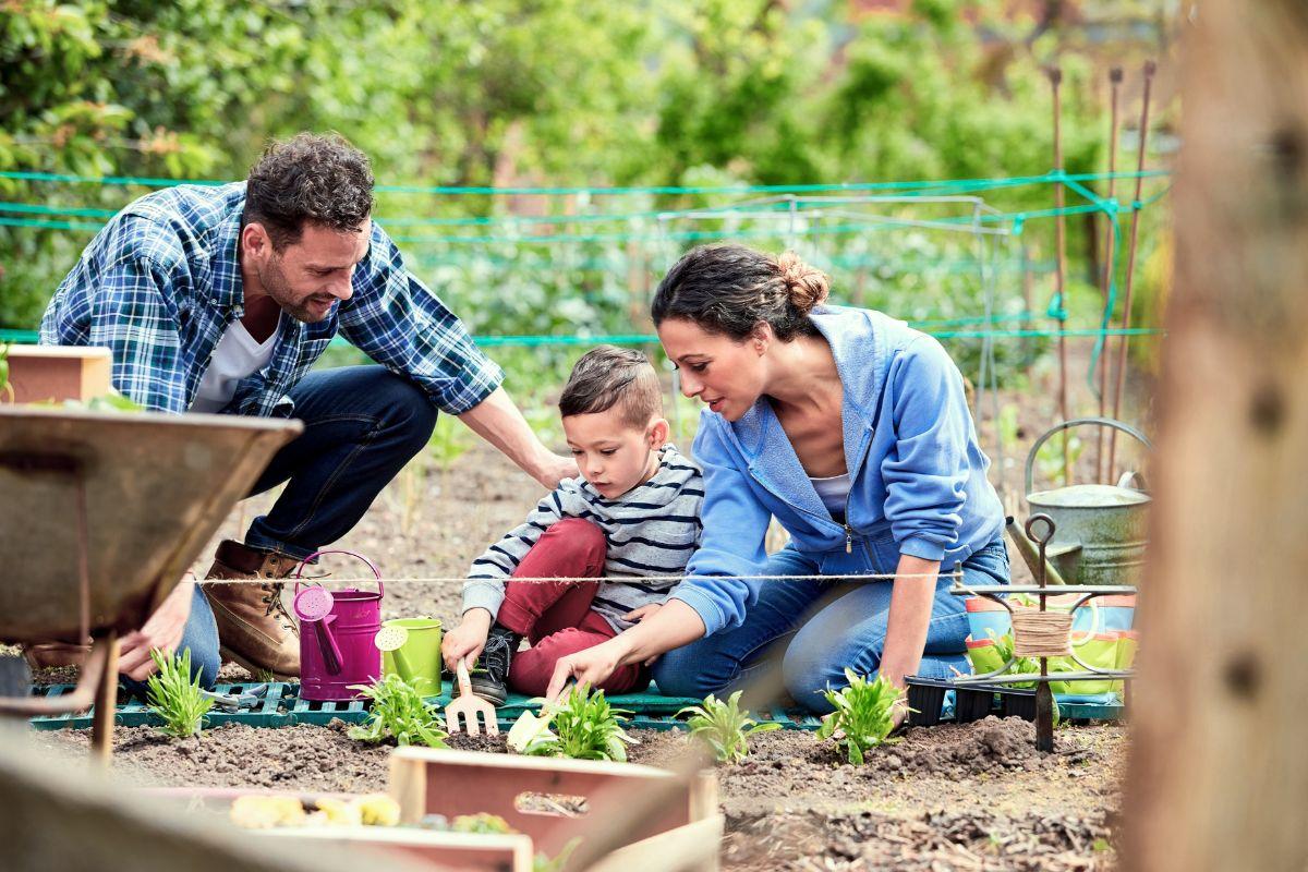 2025 m. birželio sėjos kalendorius: kada sėti daržoves, gėles ir medžius