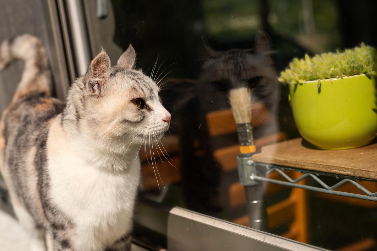 Atklydo katinas prie namų: ką tai reiškia pagal liaudies prietarus?