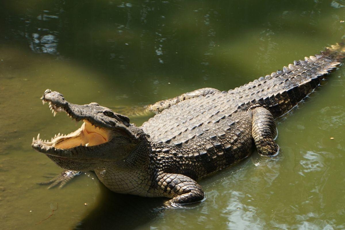 Lėktuvas atliko avarinį nusileidimą Amazonijoje: keleiviai išgyveno 36 valandas krokodilų apsuptyje